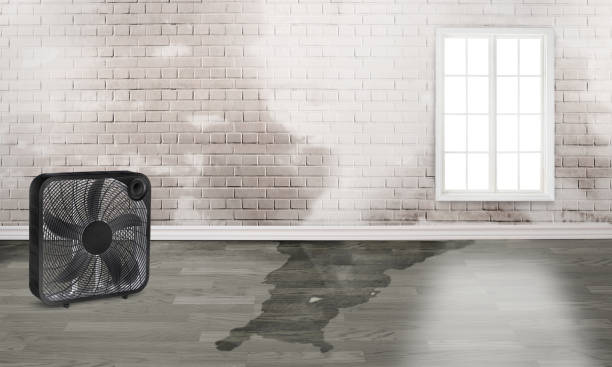Best Flood damage cleanup  in San Fernando, CA